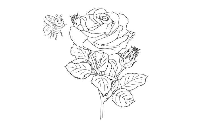 The beautiful relaxing Rose flower Coloring Pages