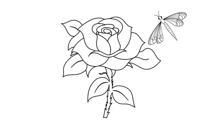The red or the Valentine's rose coloring pages