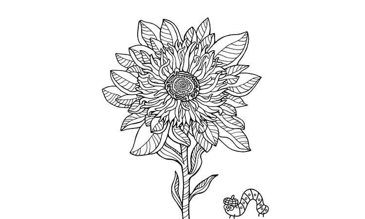 Chocolate Cherry Sunflower coloring pages
