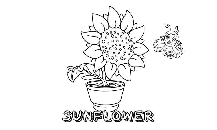 Full bloom sunflower coloring pages