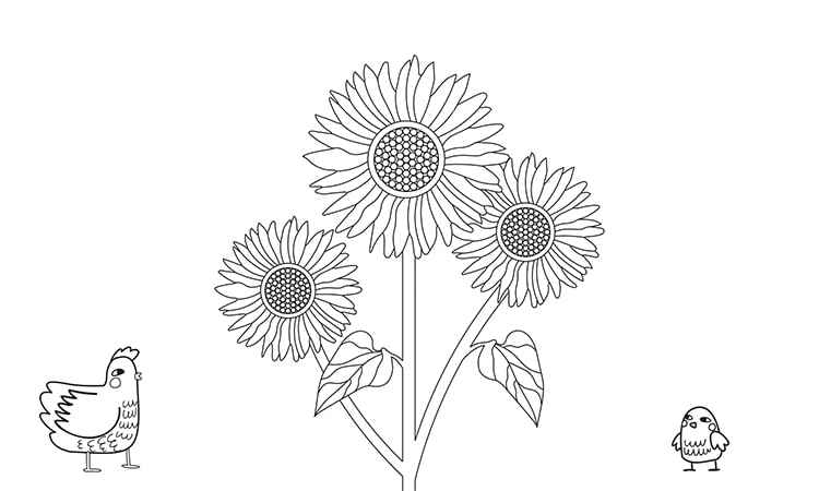 Sunflower Trio coloring pages