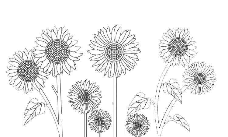 Sunflower crop field coloring pages