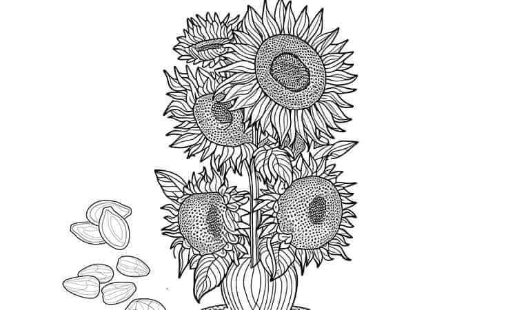 Sunflower seeds coloring pages