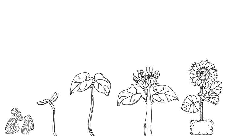 Sunflower with Seeds coloring pages