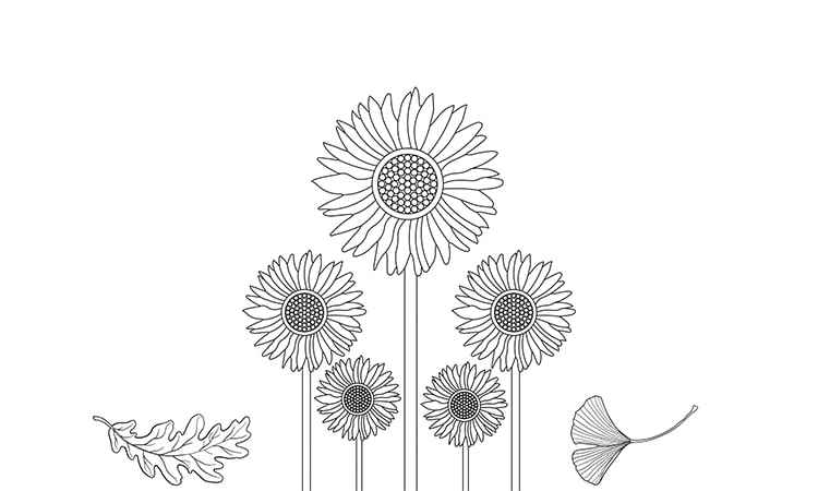 Sunflower with a leaves coloring pages