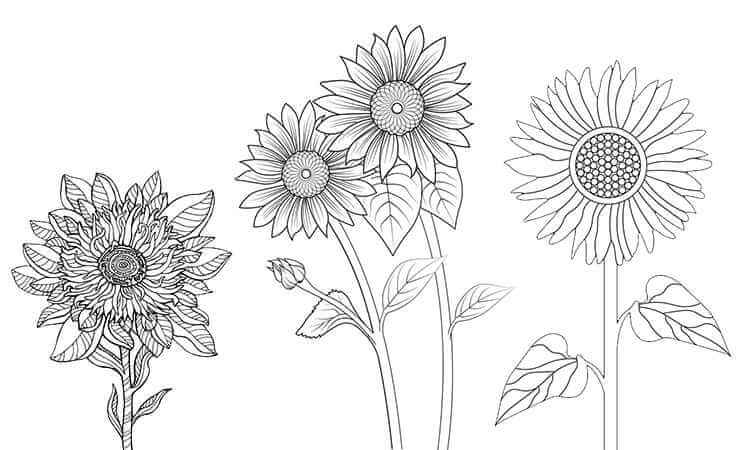 Varieties of sunflowers coloring pages