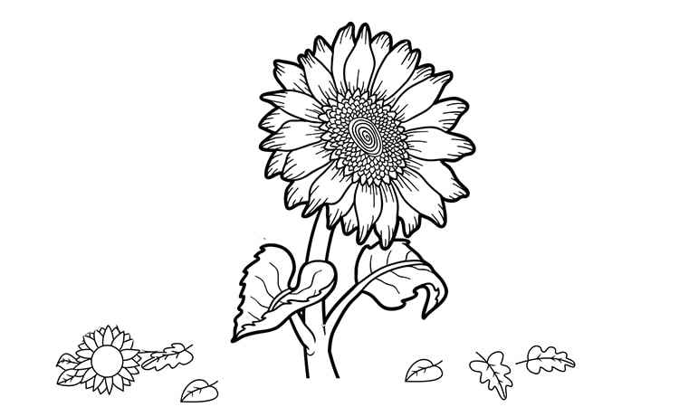 Wilting Sunflower coloring pages