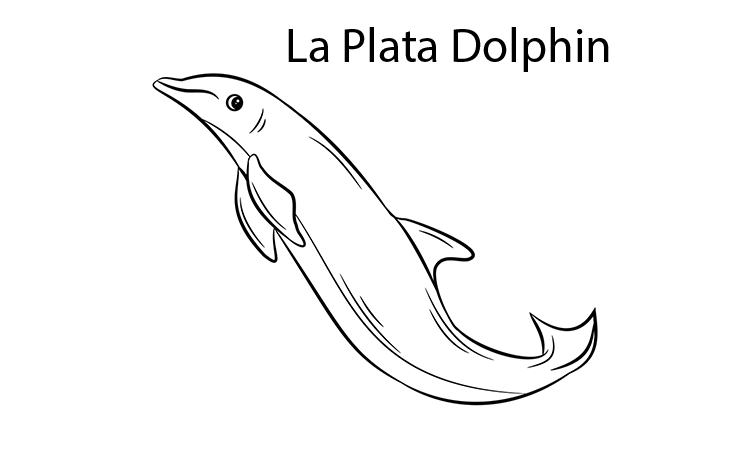 La Plata dolphin coloring pages