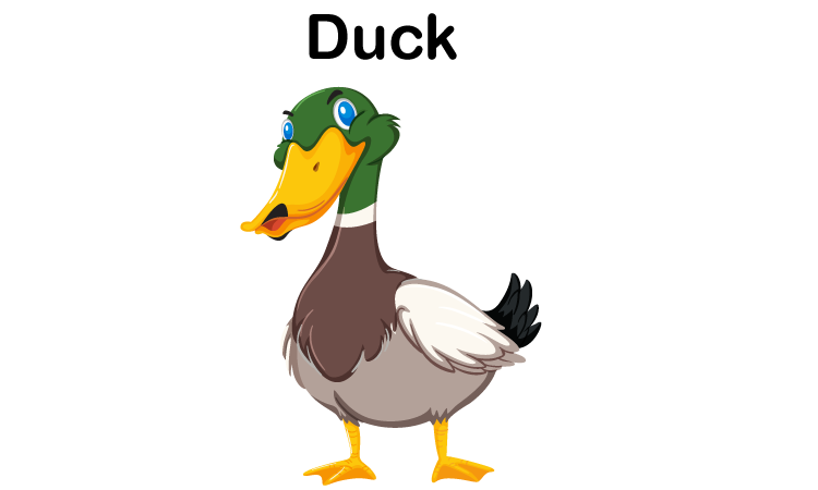 D for Duck